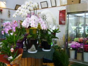 ☆トライアルＯＰＥＮ☆｜「フラワーショップ　いしばし」　（大分県中津市の花キューピット加盟店 花屋）のブログ