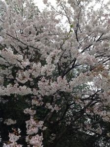 店先の桜の花にいやされて！｜「フラワーショップ　いしばし」　（大分県中津市の花キューピット加盟店 花屋）のブログ