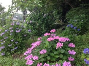 紫陽花、満開です。｜「フラワーショップ　いしばし」　（大分県中津市の花キューピット加盟店 花屋）のブログ
