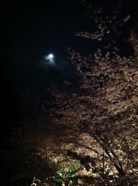 夜桜お八｜「フラワーショップ　いしばし」　（大分県中津市の花キューピット加盟店 花屋）のブログ