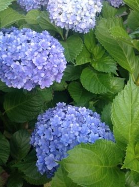 今年も咲きました|「フラワーショップ　いしばし」　（大分県中津市の花屋）のブログ