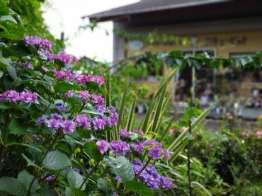 紫陽花の季節ですね|「フラワーショップ　いしばし」　（大分県中津市の花屋）のブログ
