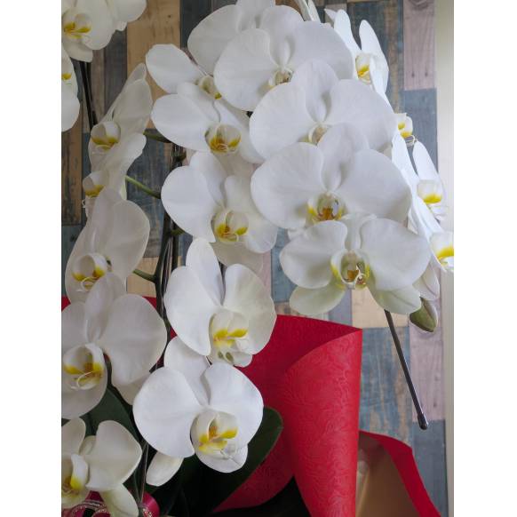 胡蝶蘭　５本立ち