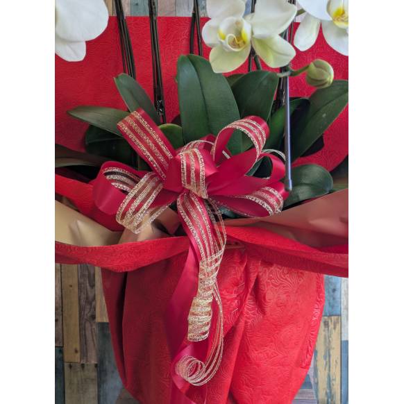 胡蝶蘭　５本立ち