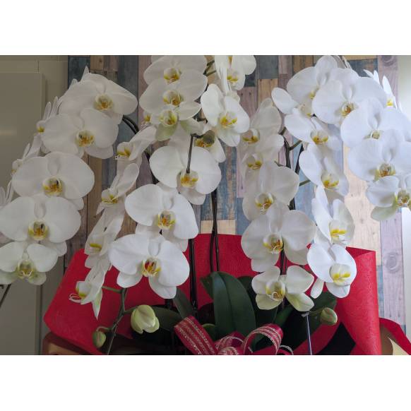 胡蝶蘭　５本立ち